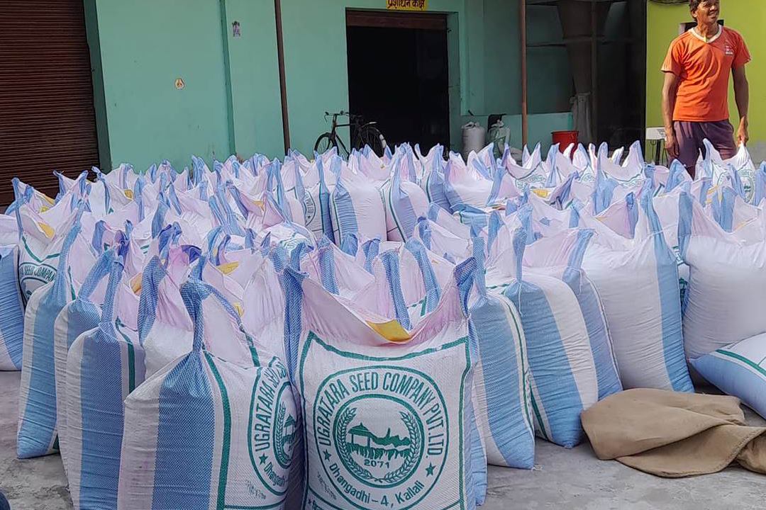 बैतडीमा कृषि ज्ञान केन्द्र र पालिकाहरुले गहुँको बीउ अनुदानमा वितरण गर्दै 